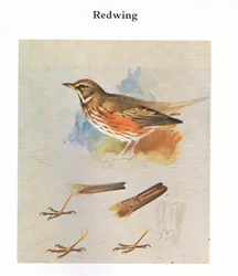 Redwing, pub. by Book Club Associates, 1972